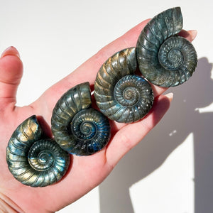 Labradorite Ammonite Shell Halo Quartz 