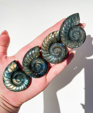 Labradorite Ammonite Shell Halo Quartz 